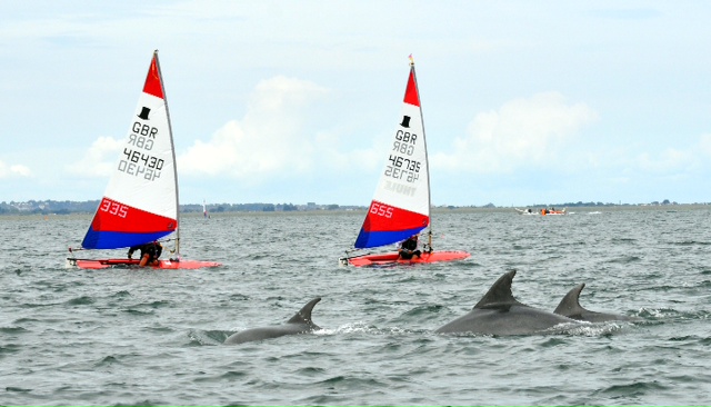 Topper world Dolphins cropped